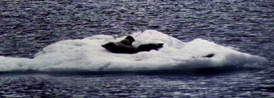 Icebergs make a nice bed.