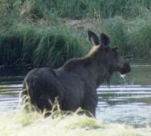 Moose