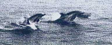 Dolphins