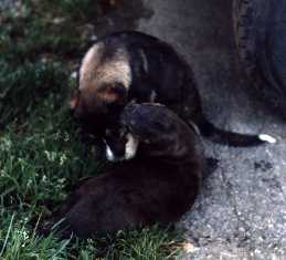 pup & otter