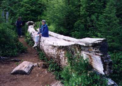 Haida Canoe